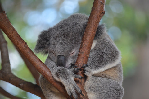 The Nifty Nines. 9 Facts About Koalas