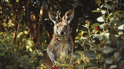 MEET THE MARSUPIALS: Australia’s Pouch-Sporting Superstars