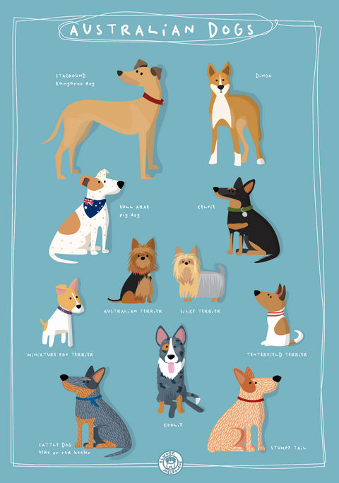 Australian Dog Breeds